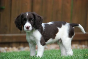 My dog, Woody, as a puppy.