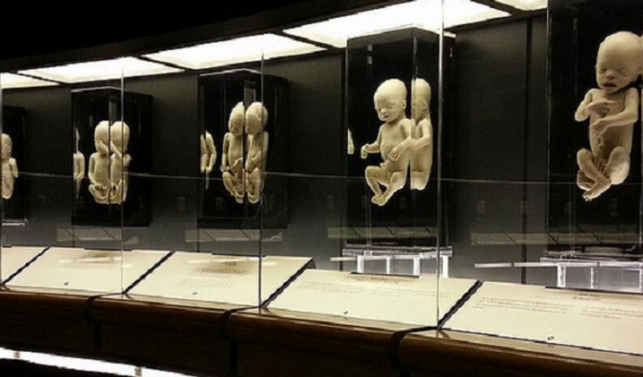 preserved bodies on display