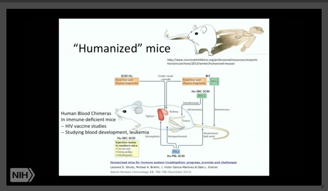 Image: Humanized mice Chimeras for cancer research (Image credit: Screen from NIH workshop) 