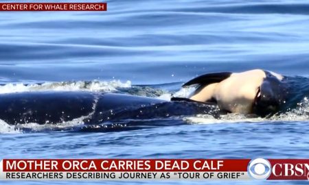 orca mother grieves dead calf