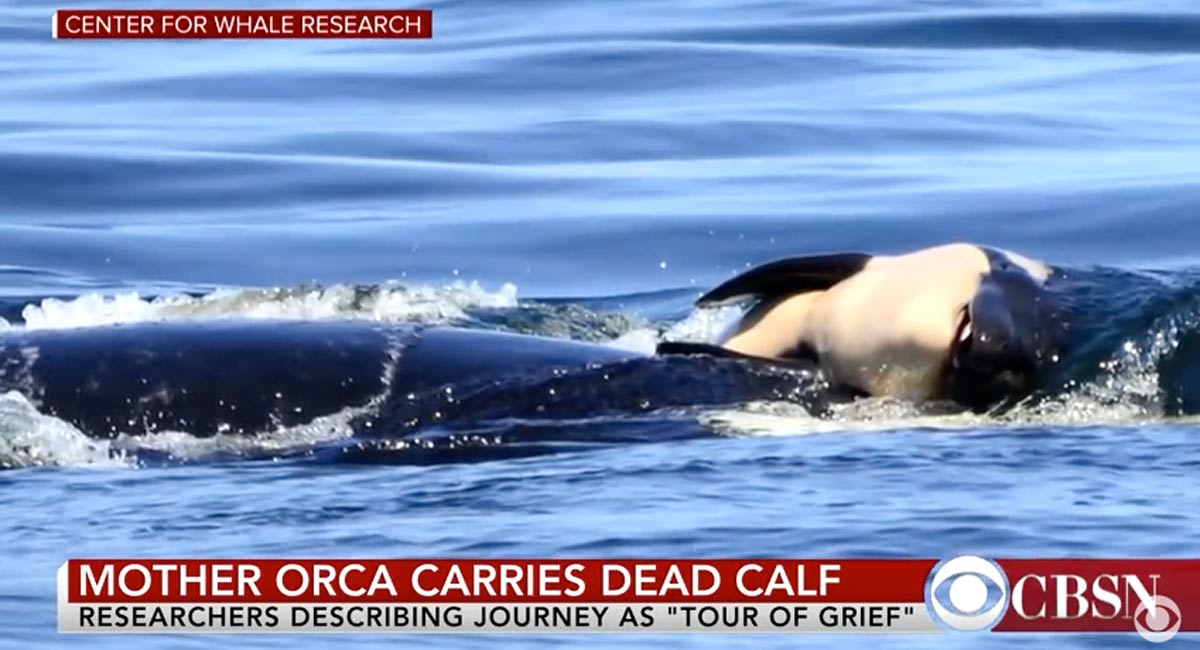 orca mother grieves dead calf