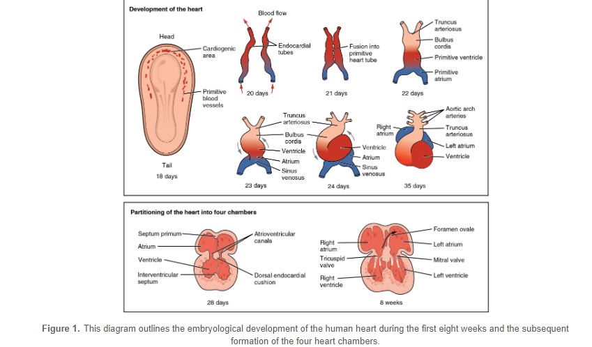 Image: Embryonic Development of the Heart (Image: OpenStax)