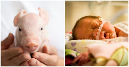 biased-reuters-refers-to-fetal-pigs-as-babies-but-won-t-do-the-same